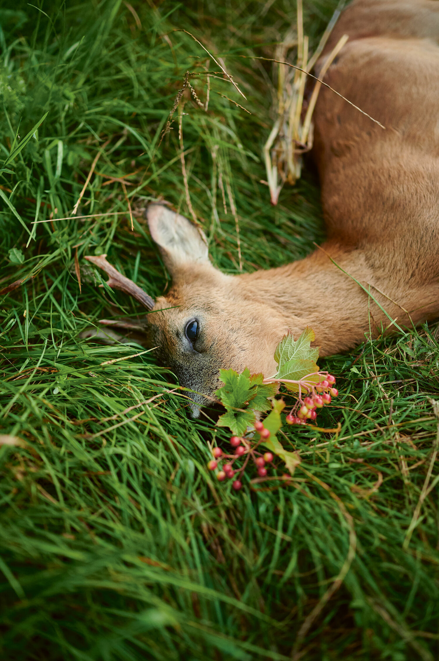 Motive aus „57 wilde Gerichte aus dem Wald“ Christian Meyer-Landrut